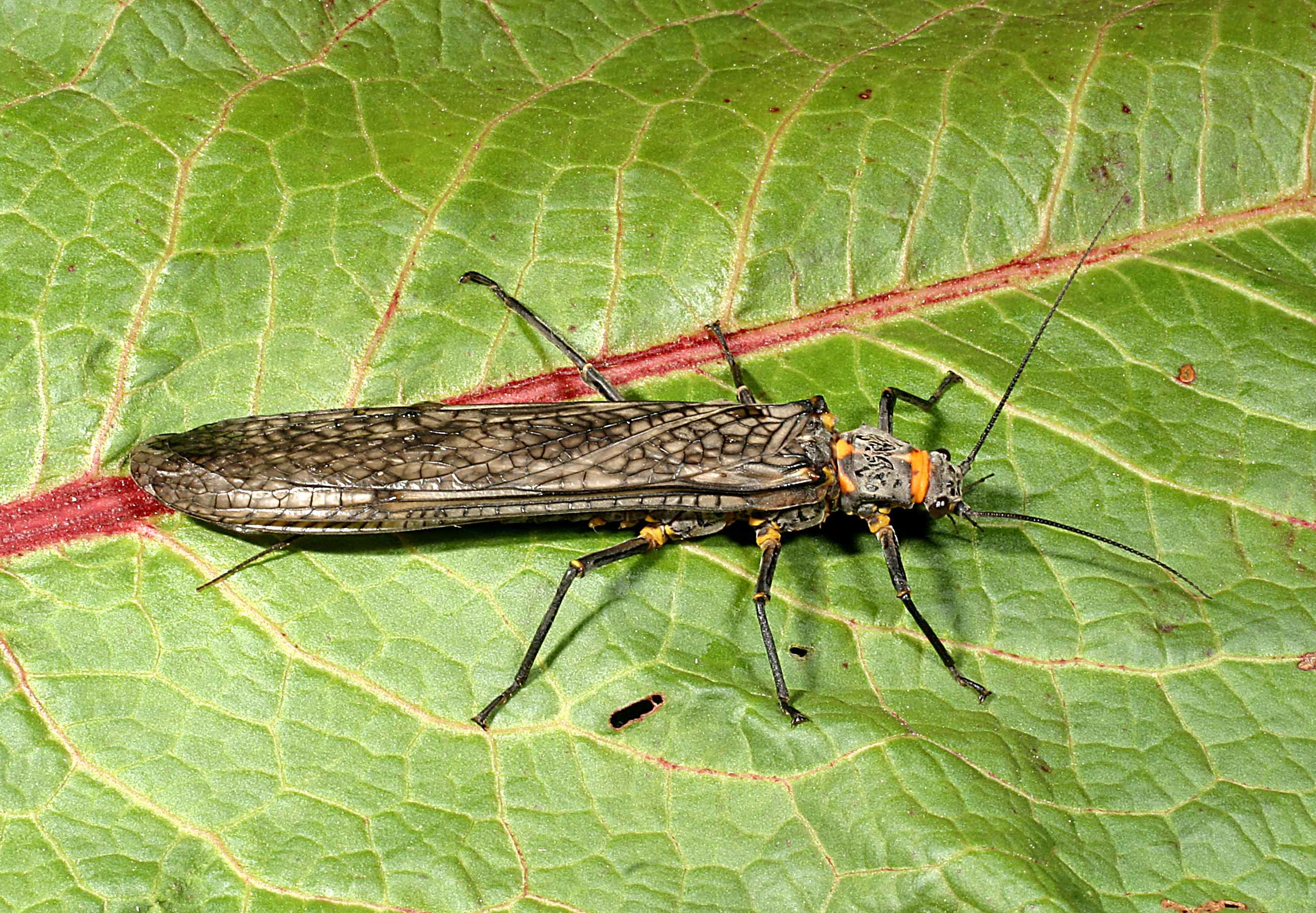 pteronarcyssp